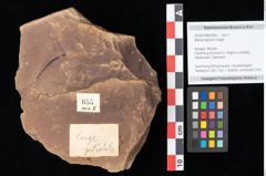 Foto (Objekt + Etikett) von Myrica lignitum Unger (NHMW-GEO-2024-0188-0655)